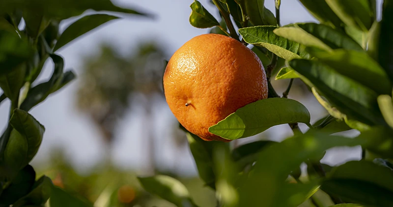 Poco se habla de la ‘pinyolà’