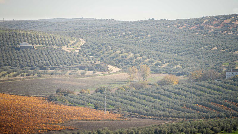 Más de 30.000 agricultores de la provincia  de Granada pueden pedir ya la PAC para asegurar la viabilidad de sus explotaciones
