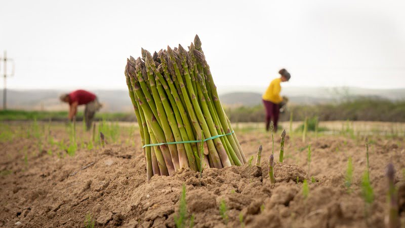 Espárrago verde español: un producto fresco y de calidad en plena temporada